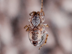 Archaeodictyna consecuta