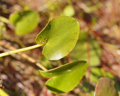 Ornduffia reniformis