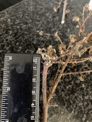 Zizeeria knysna knysna