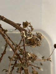 Zizeeria knysna knysna