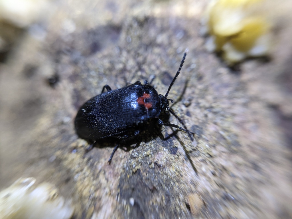 Penthe reitteri