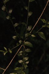 Osyridicarpos schimperianus