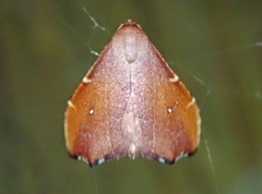 Heterorta plutonis