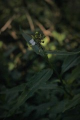 Aneilema dregeanum