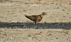 Pterocles alchata alchata