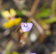 Utricularia grampiana