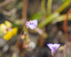 Utricularia grampiana