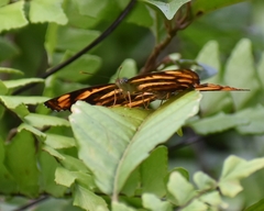 Pantoporia