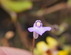 Utricularia grampiana