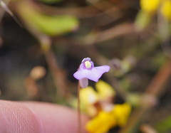 Utricularia grampiana