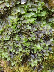 Marchantiopsida