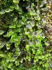 Marchantiopsida