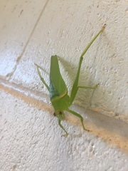 Paracaedicia serrata