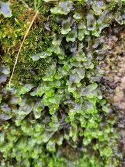 Marchantiopsida
