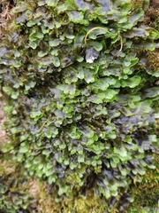 Marchantiopsida