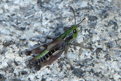 Gomphoceridius brevipennis