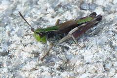 Gomphoceridius brevipennis