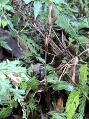 Odontochilus brevistylis