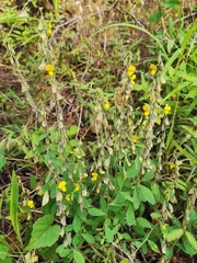 Crotalaria albida