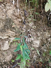 Codariocalyx motorius