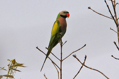 Psittacula alexandri fasciata