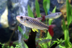 Tucan Fish photo 2