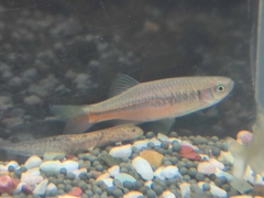 Devario chrysotaeniatus
