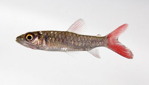 Pink-tailed Chalceus