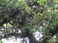 Ficus pumila awkeotsang