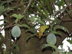 Ficus pumila awkeotsang