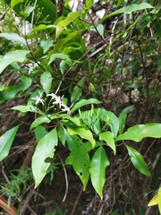 Tarenna gracilipes