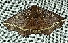 Synnomos firmamentaria