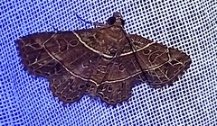 Antiblemma fuscireticulata