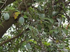 Ficus pumila awkeotsang