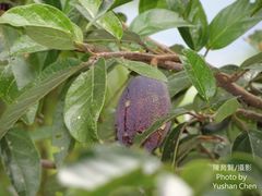 Ficus pumila awkeotsang
