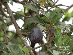 Ficus pumila awkeotsang