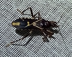 Rasahus sulcicollis