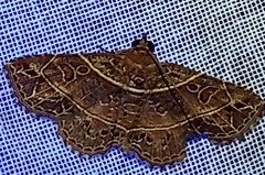 Antiblemma fuscireticulata