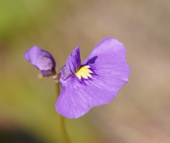 Utricularia beaugleholei