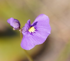 Utricularia beaugleholei