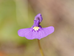 Utricularia beaugleholei
