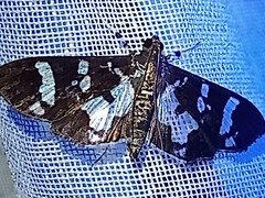 Desmia bajulalis