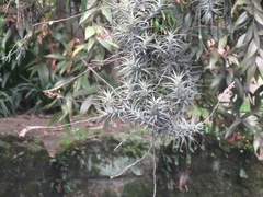 Tillandsia incarnata