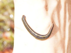 Richardsonianus australis