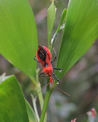 Gminatus wallengreni
