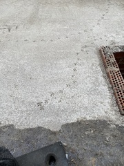 Columba livia domestica