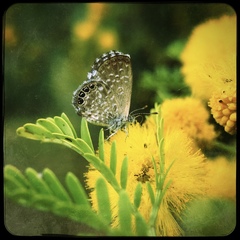 Brephidium metophis