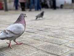 Columba livia domestica
