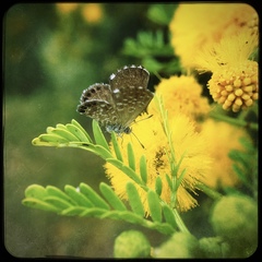 Brephidium metophis