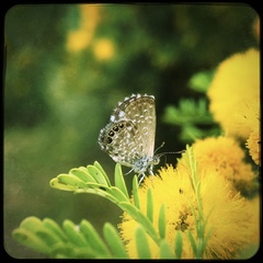 Brephidium metophis
